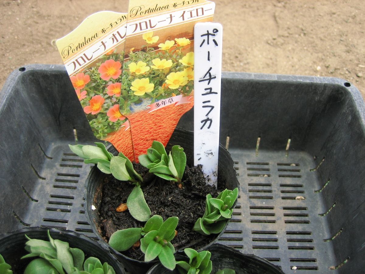 お気に入りの花を育てる。 お気に入りの花を育てる。