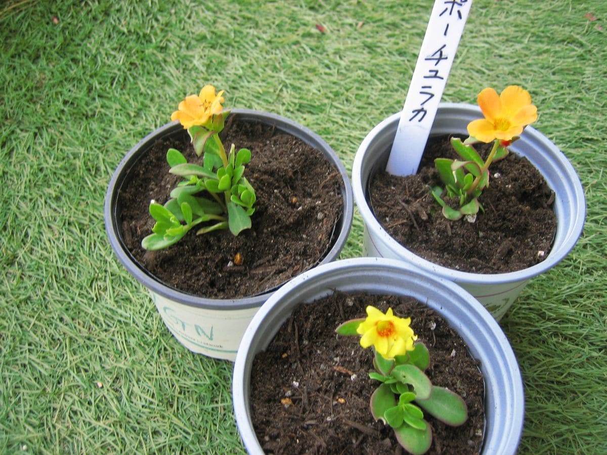 お気に入りの花を育てる。 お気に入りの花を育てる。