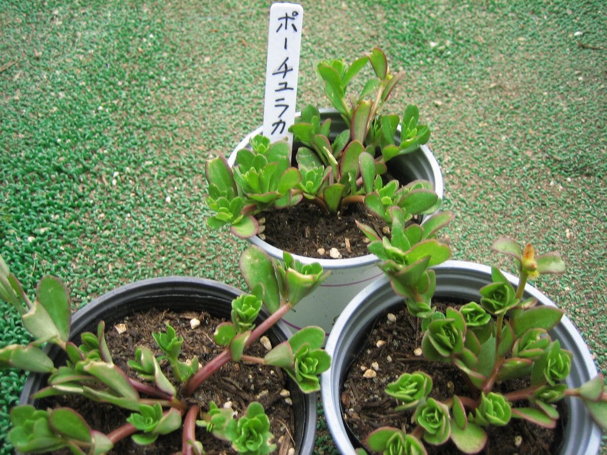 お気に入りの花を育てる。 お気に入りの花を育てる。