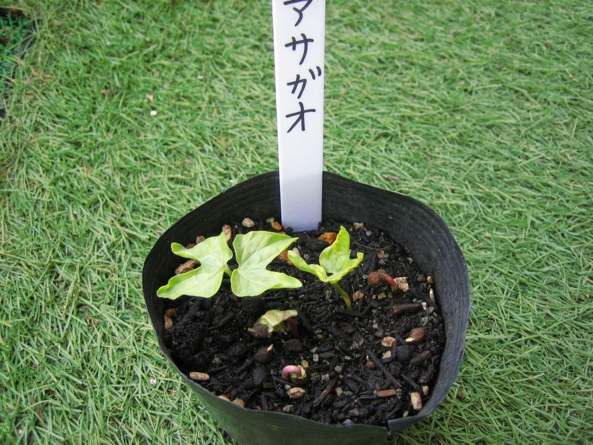 お気に入りの花を育てる。 お気に入りの花を育てる。