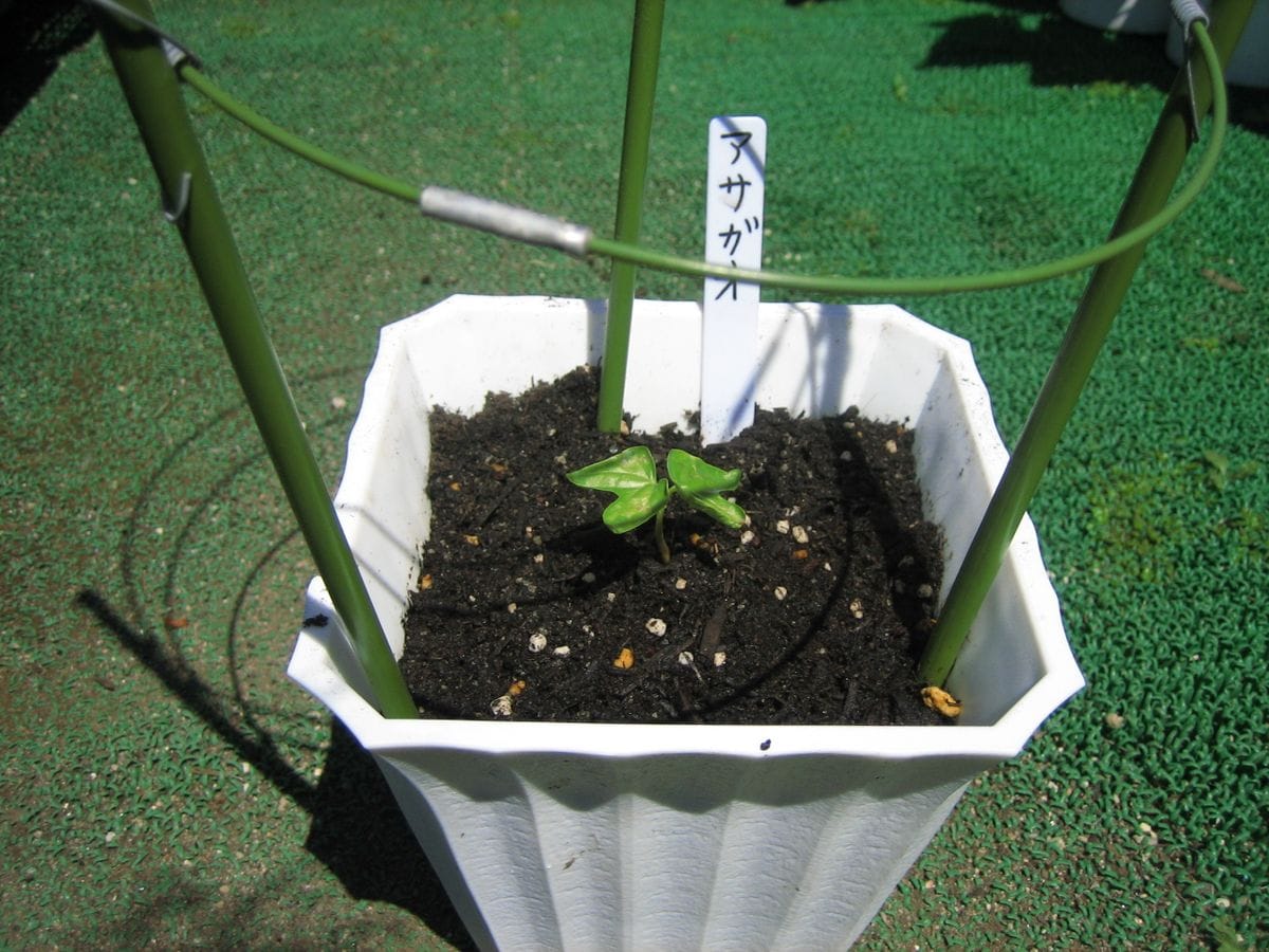 お気に入りの花を育てる。 お気に入りの花を育てる。。