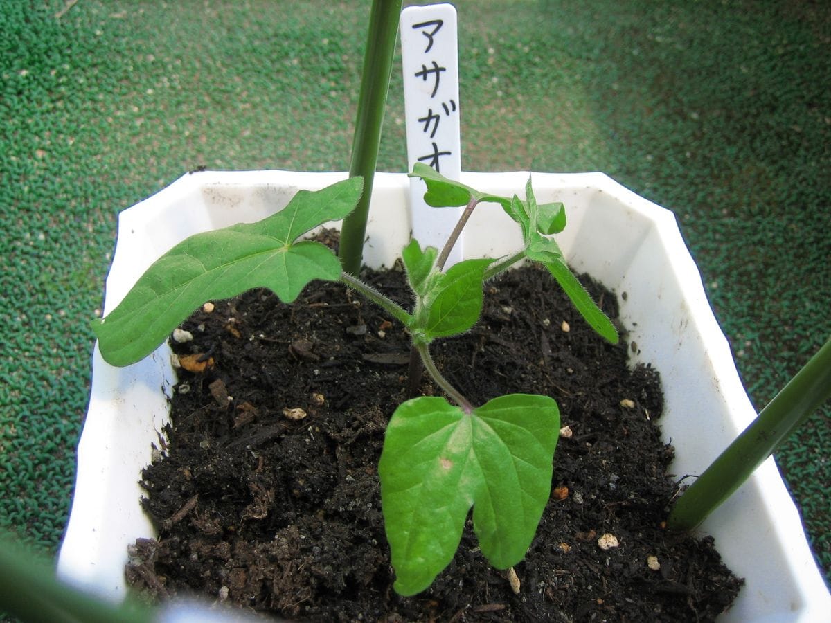 お気に入りの花を育てる。 お気に入りの花を育てる。