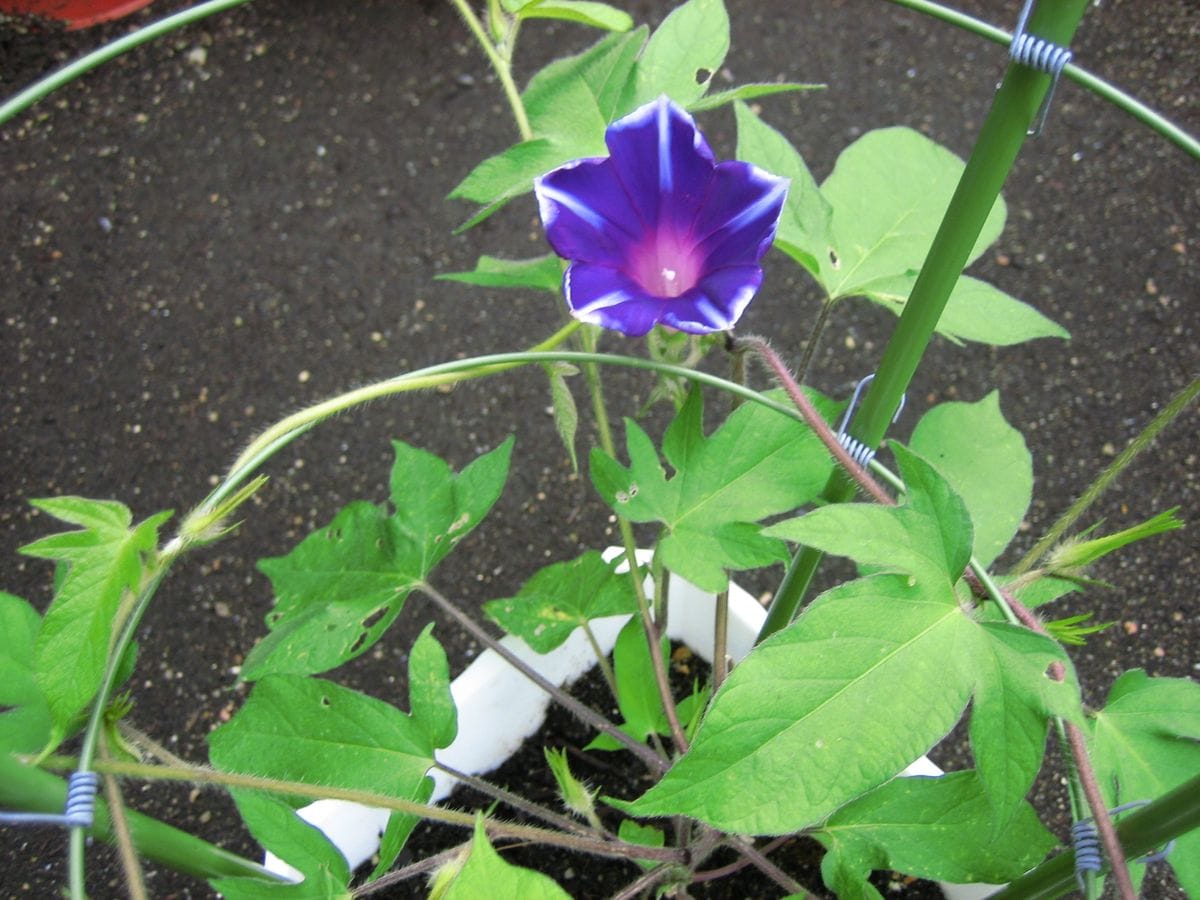 お気に入りの花を育てる。 お気に入りの花を育てる。