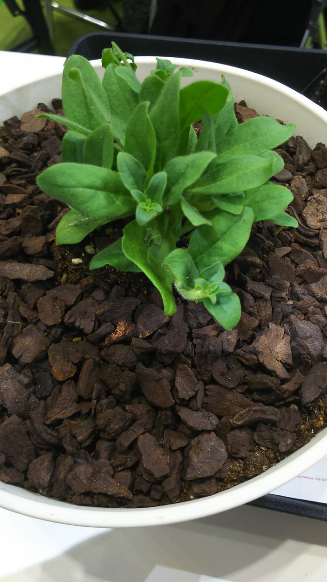 どれだけ大きくなるかな？ 植えこみ完了