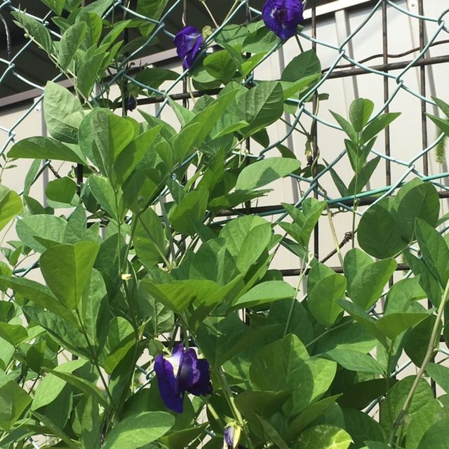 初めてのクリトリア（チョウマメ） 花が増えてきました。