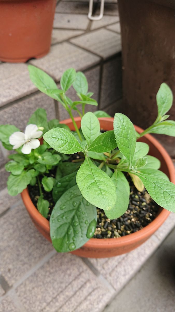 冬越しの挿し木から蝶は舞うか 7月15日 切り戻し後の開花は間に合わず