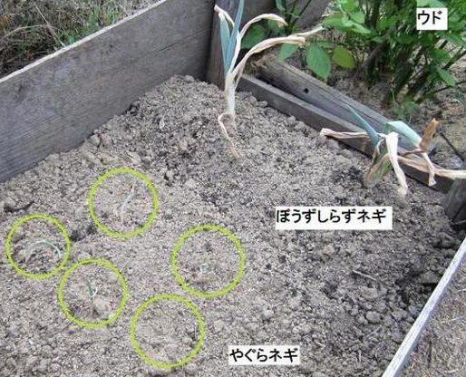 めざせ、ポタジェ（ぼうずしらずネギ） 植えました