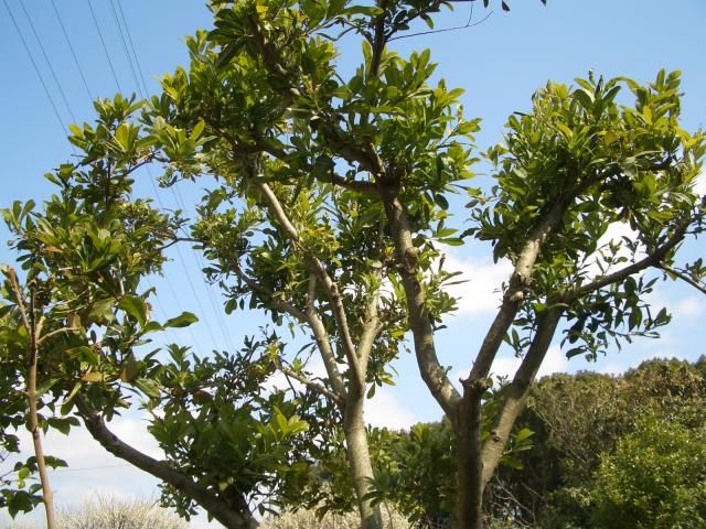 思い出の樹　山桃 切り詰めてから8カ月。