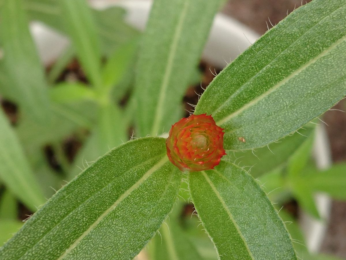 イチゴのような赤い千日紅を種から育てる。 花が咲きました。