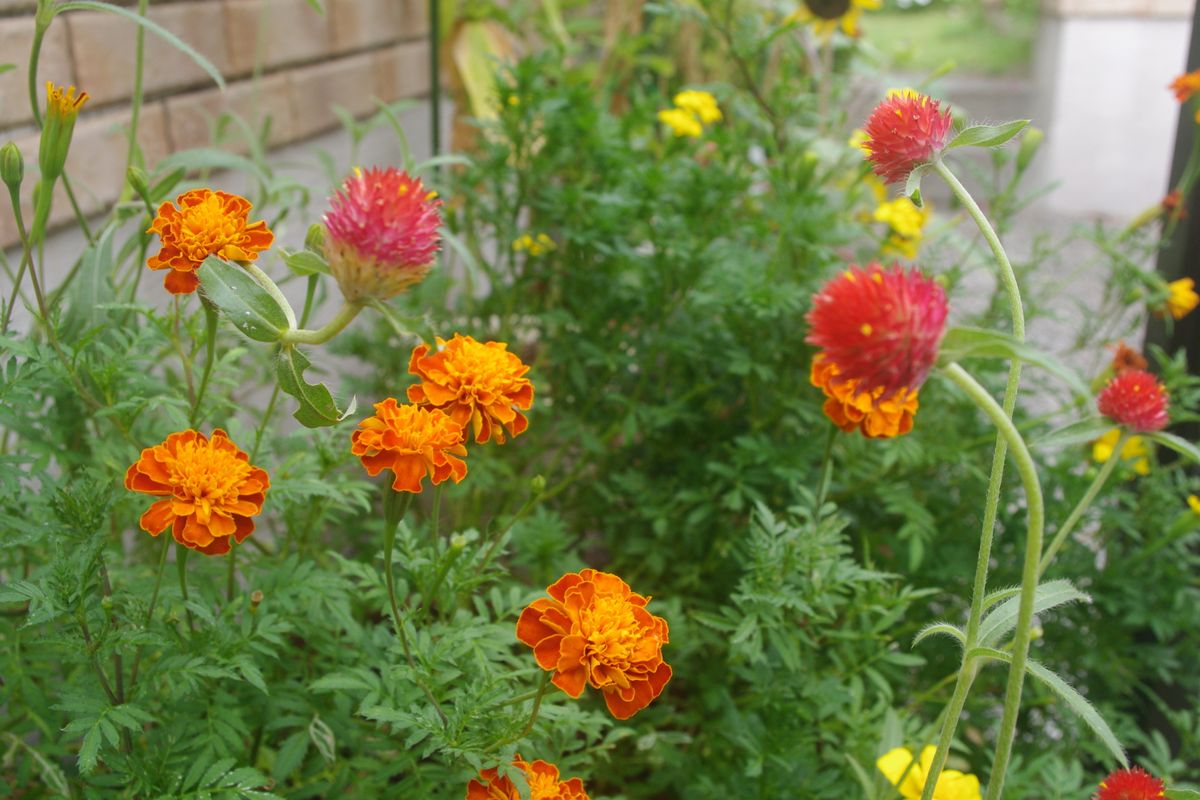 イチゴのような赤い千日紅を種から育てる。 マリーゴールドと寄せ植え