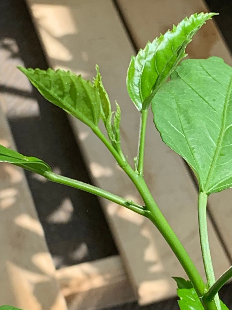 沖縄の風を自宅で・・チャレンジ！！ 花芽かな！？