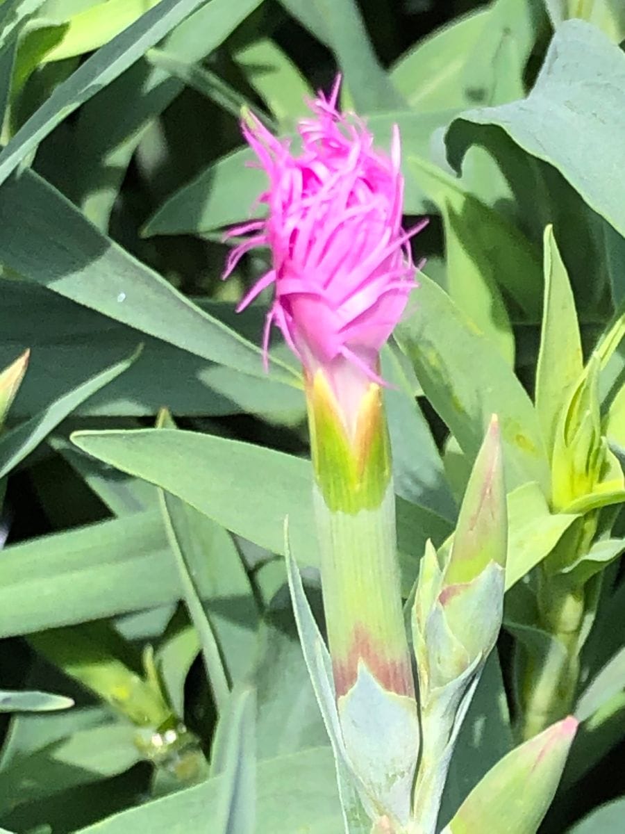 市の花「カワラナデシコ」を咲かせる🎵 開花目前‼︎