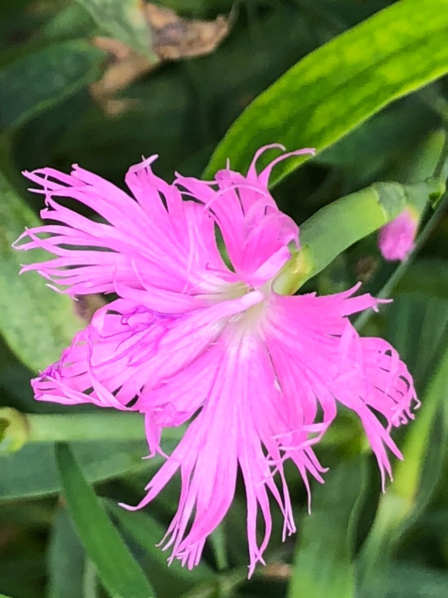 市の花「カワラナデシコ」を咲かせる🎵 開花‼︎