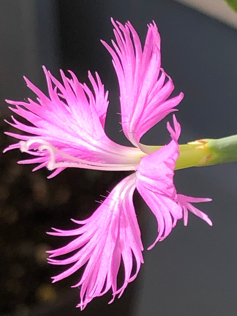 市の花「カワラナデシコ」を咲かせる🎵 今年最後の花‼︎