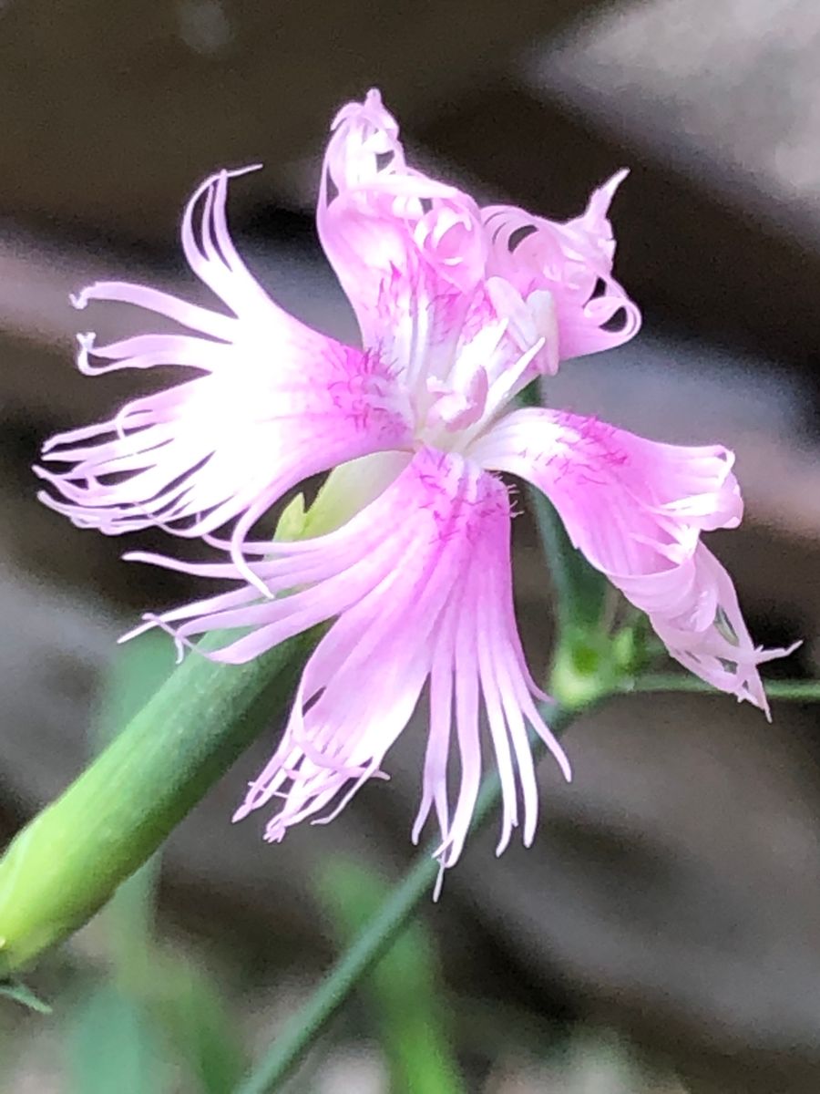 市の花「カワラナデシコ」を咲かせる🎵 ようやく開花❣️