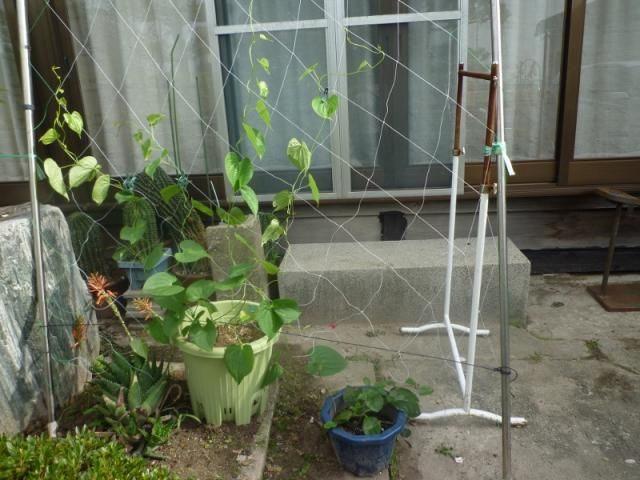 グリーンカーテン育てて一石二鳥・まだまだ 大きくなったので、植え替えました。