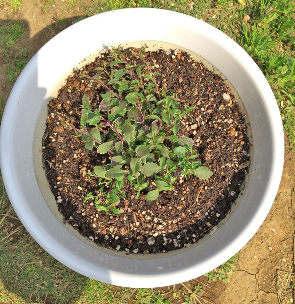 アズーロコンパクト スカイブルー 植え付け