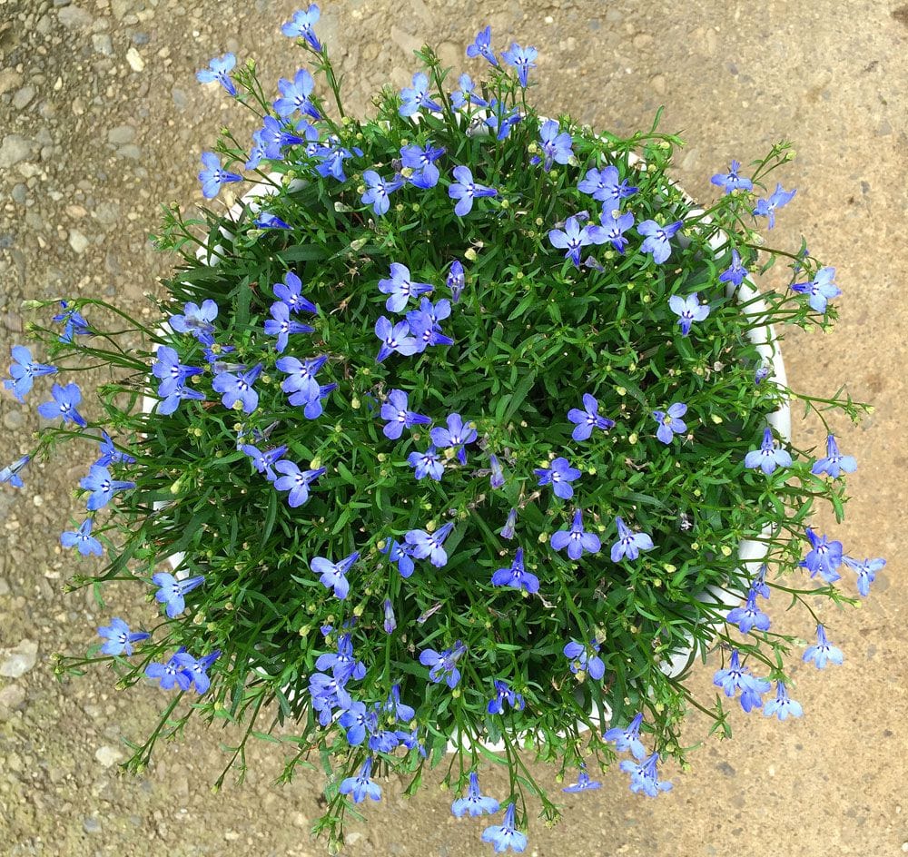 アズーロコンパクト スカイブルー ふたたび開花