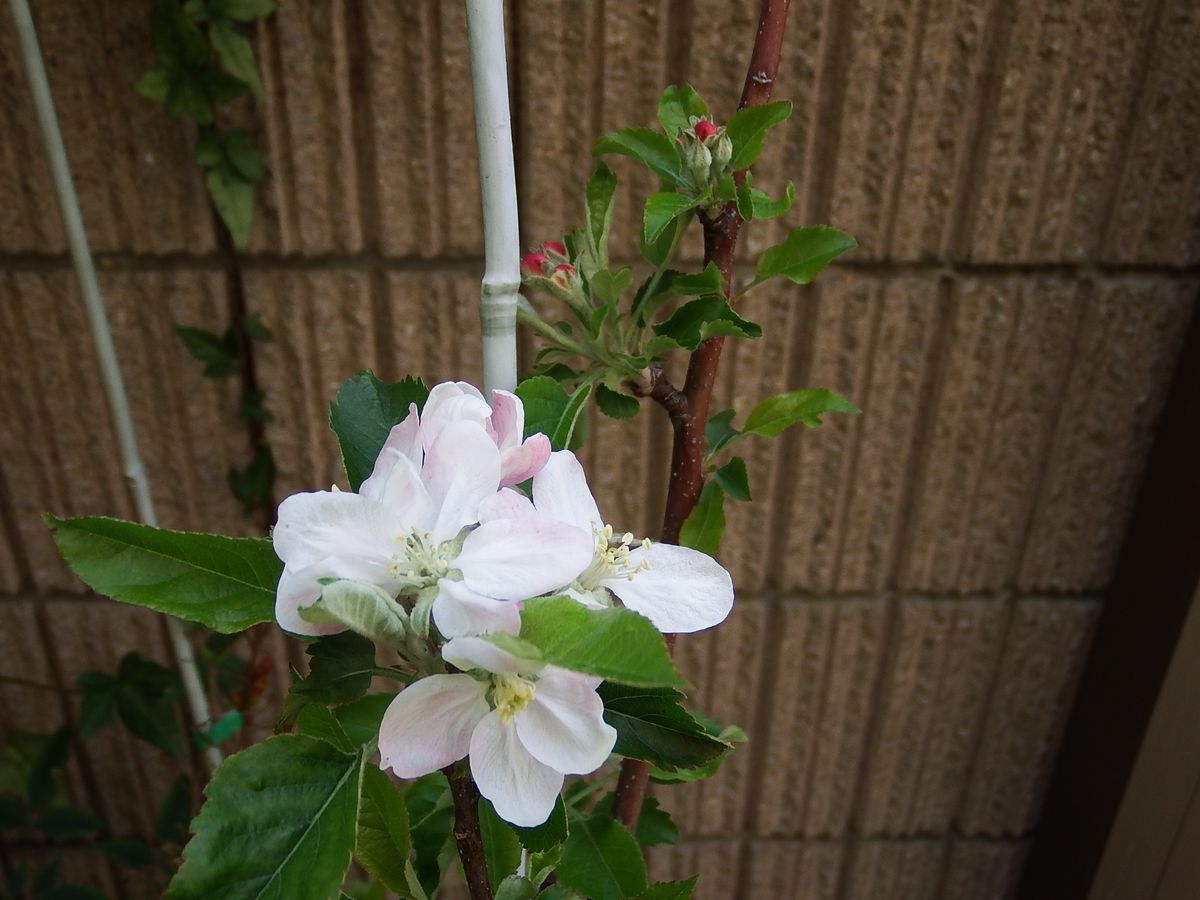 リンゴの木を取り木して鉢植えにして育てる 2020.4.4取り木のリンゴの花アップ