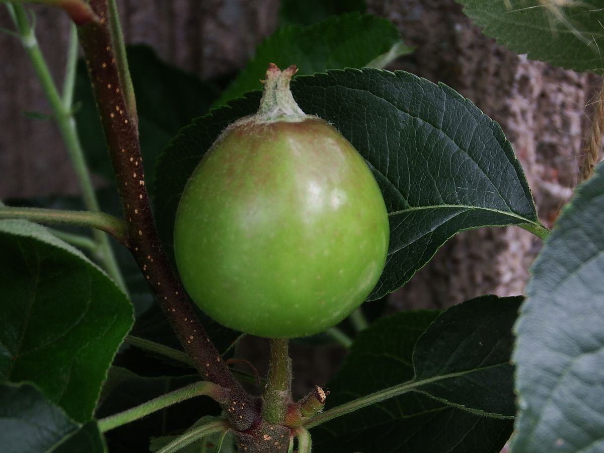 リンゴの木を取り木して鉢植えにして育てる 2020.5.27果実の直径3㎝くらい