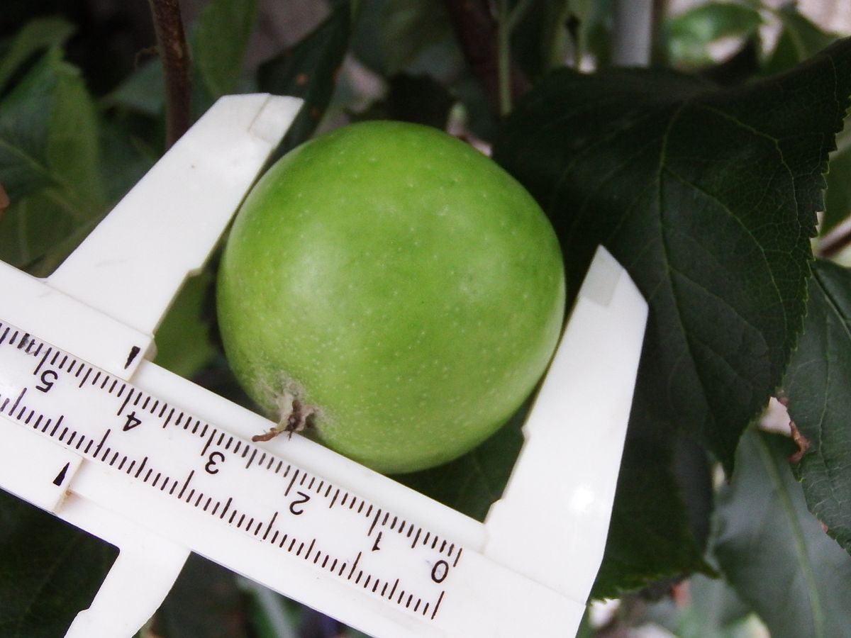 リンゴの木を取り木して鉢植えにして育てる 2020.6.21今直径4㎝ちょっとです