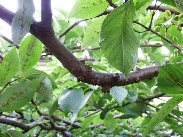 リンゴの木を取り木して鉢植えにして育てる 2019.5.20 実生のリンゴの枝です