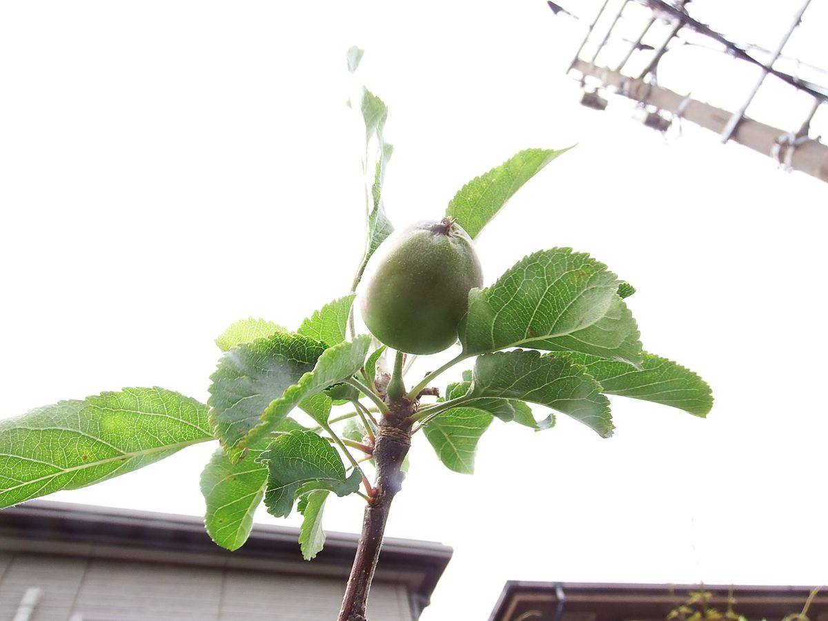 リンゴの木を取り木して鉢植えにして育てる 2019.6.5 取り木してる枝先に果実