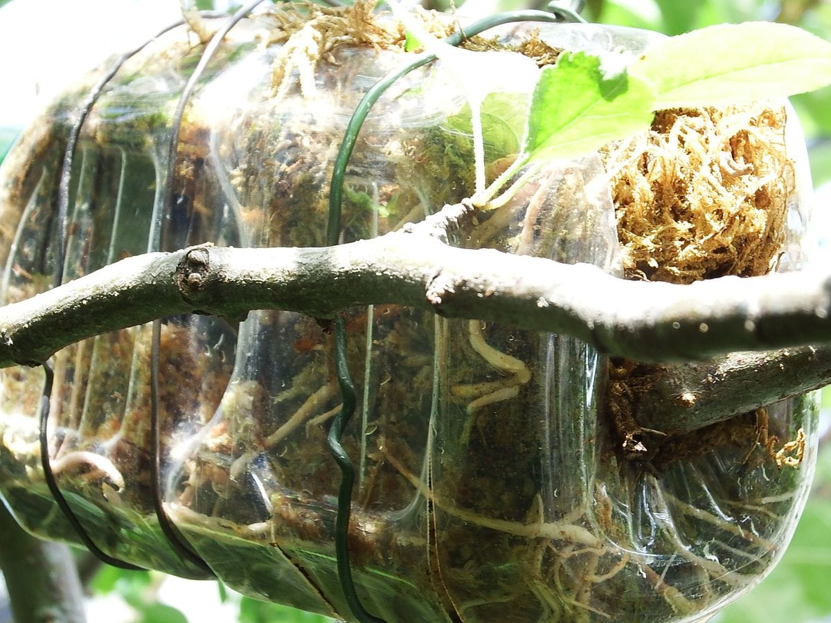 リンゴの木を取り木して鉢植えにして育てる 2019.6.26 根がかなり伸びてきた