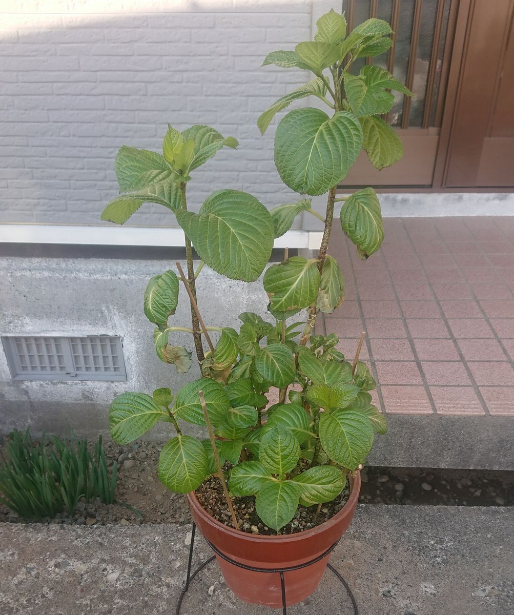 島根アジサイ銀河を札幌で育てる 室内で冬越ししてもう蕾つけてます。