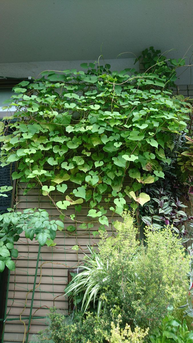 ブルーの花を沢山咲かせたい✨ 全体は…