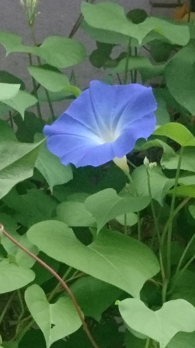 ブルーの花を沢山咲かせたい✨ やっと！咲きました🌸