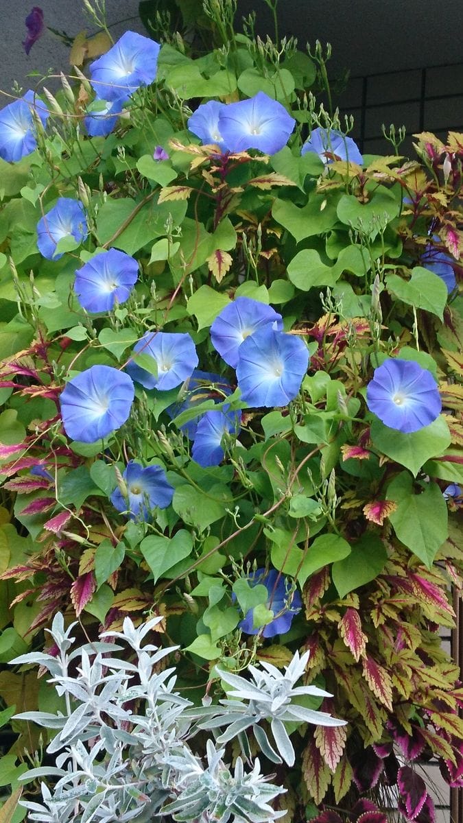 ブルーの花を沢山咲かせたい✨ まだ、咲き続きます😄