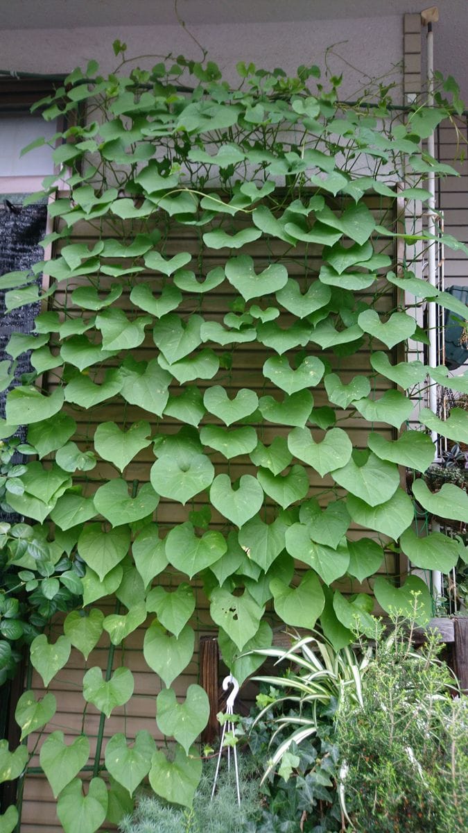 ブルーの花を沢山咲かせたい✨ つるが絡んで❗