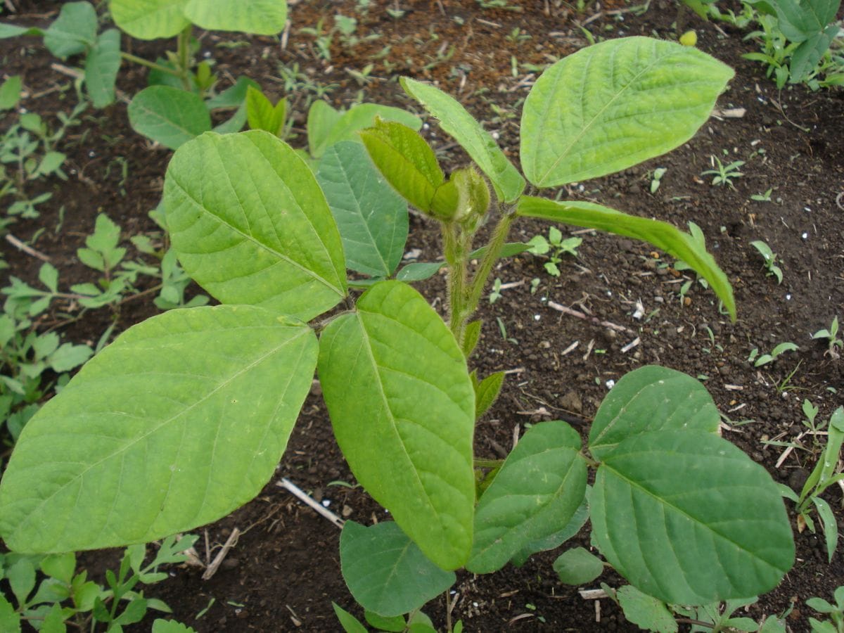 この夏は茶豆を食べます😊 大きく育ってきました🌱