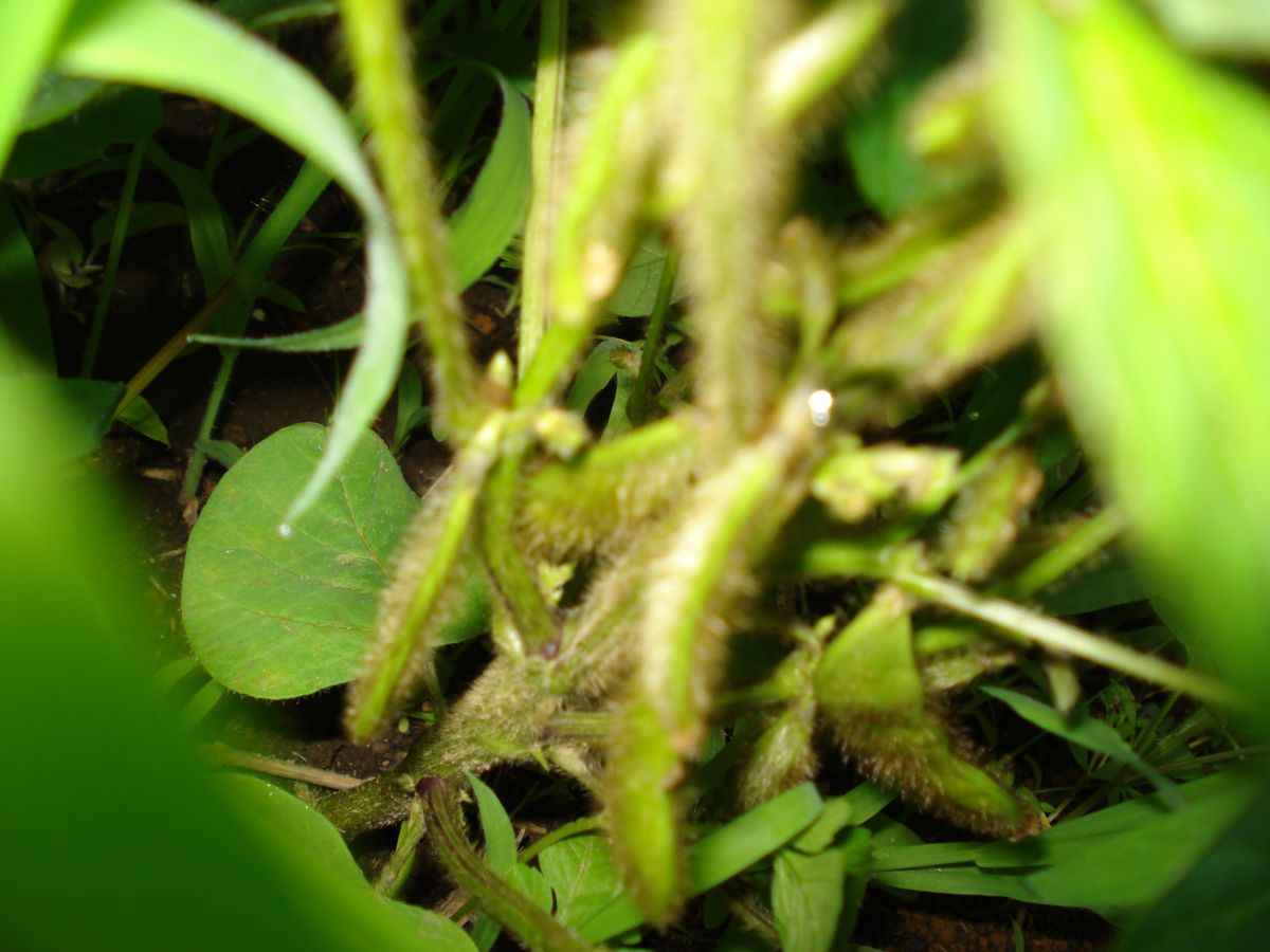 この夏は茶豆を食べます😊 豆が出来てる👀✨✨