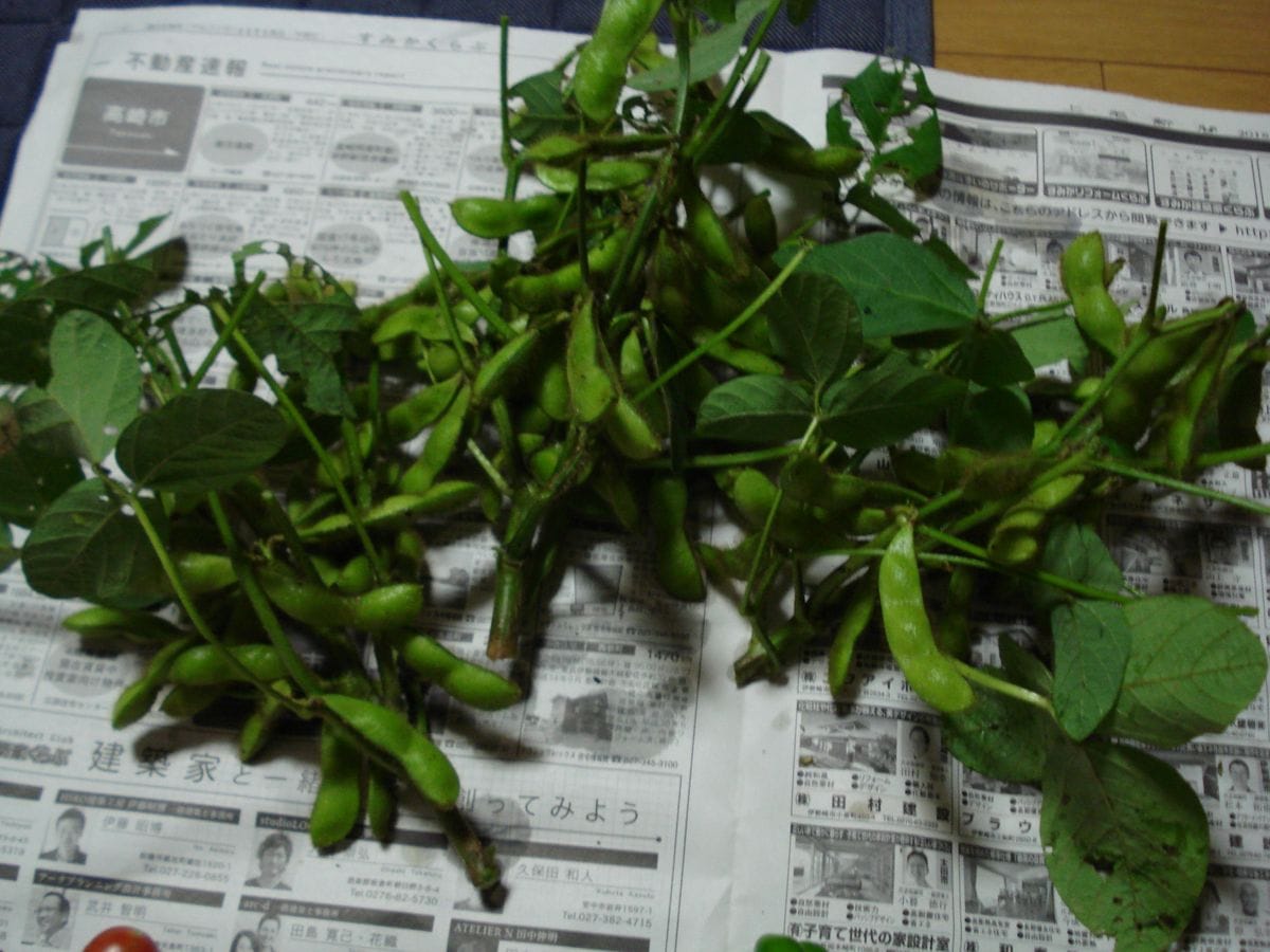 この夏は茶豆を食べます😊 初収穫～✨✨