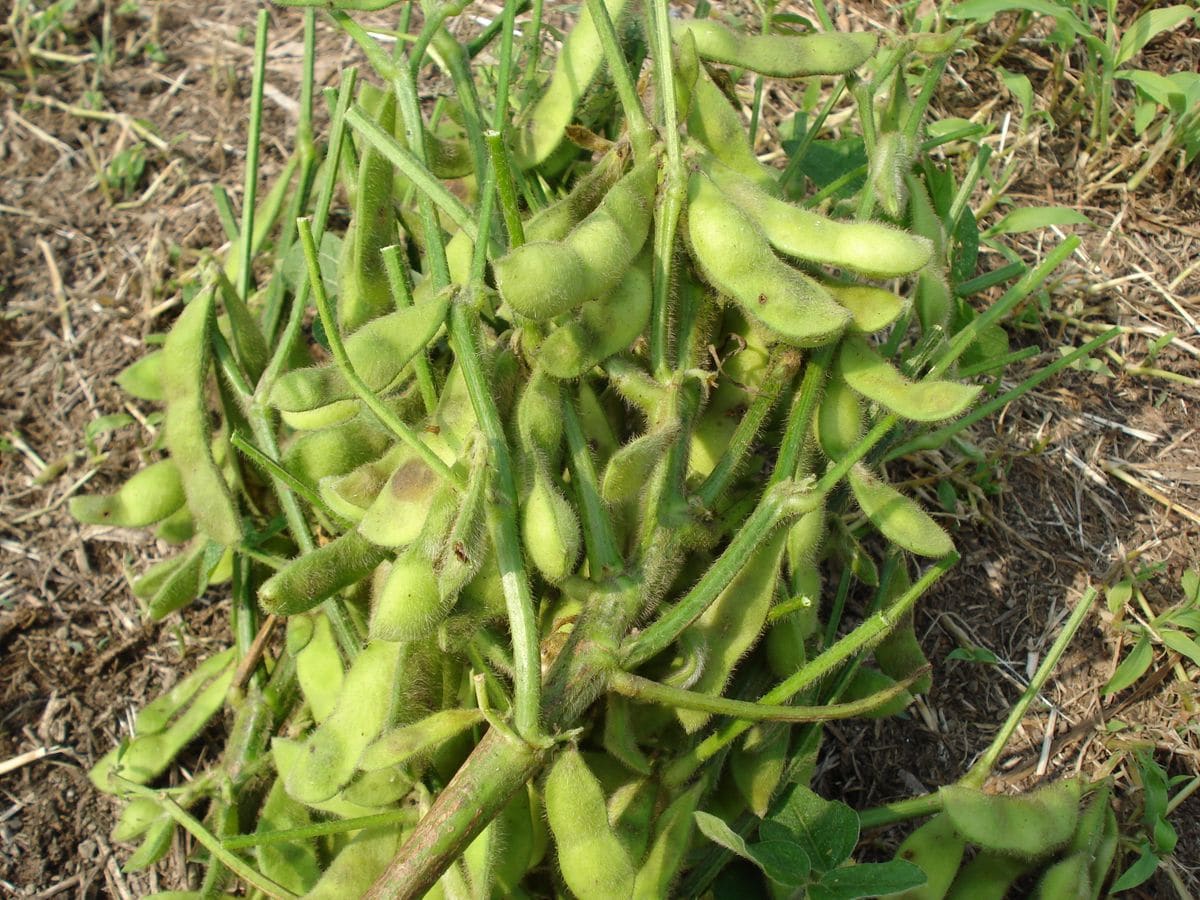 この夏は茶豆を食べます😊 最後の茶豆収穫しました✨✨