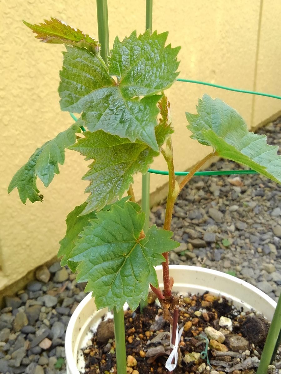 食べたブドウの種から育てる！ 　4月9日残った枝の成長☘️