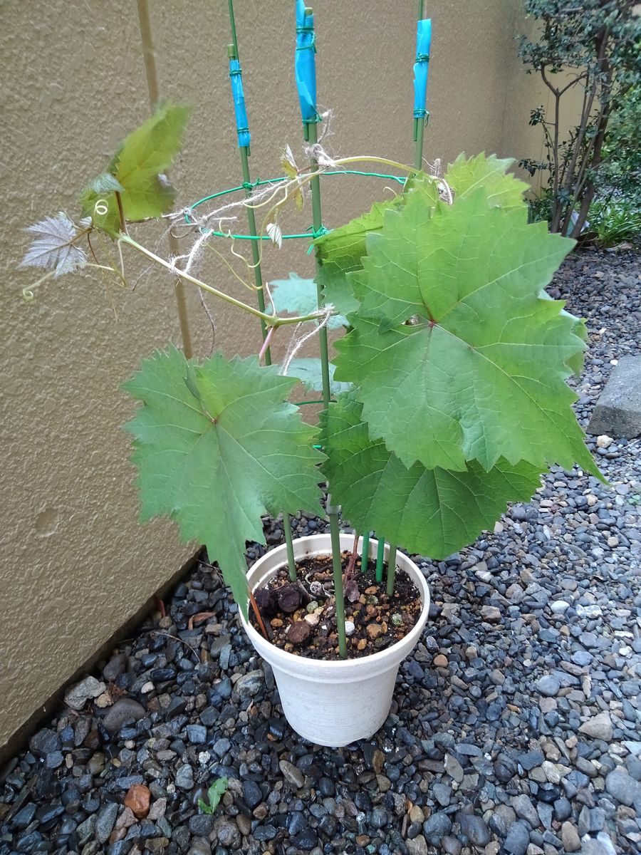 食べたブドウの種から育てる！ 　5月10日誘引しました☘️