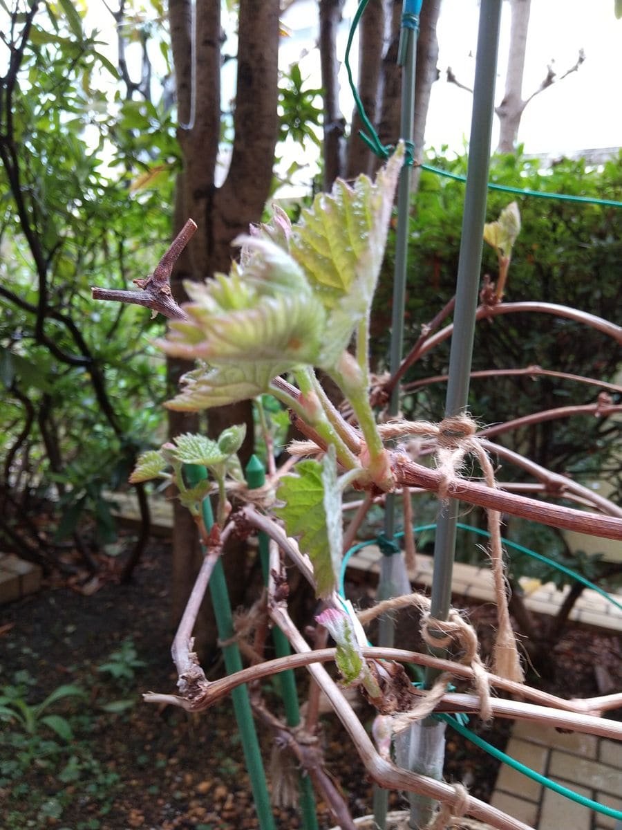 食べたブドウの種から育てる！ 🌱今年も新芽が…🌱