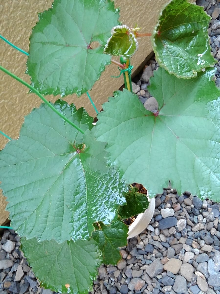 食べたブドウの種から育てる！ 　8月24日 3回目植え替え後上から撮影