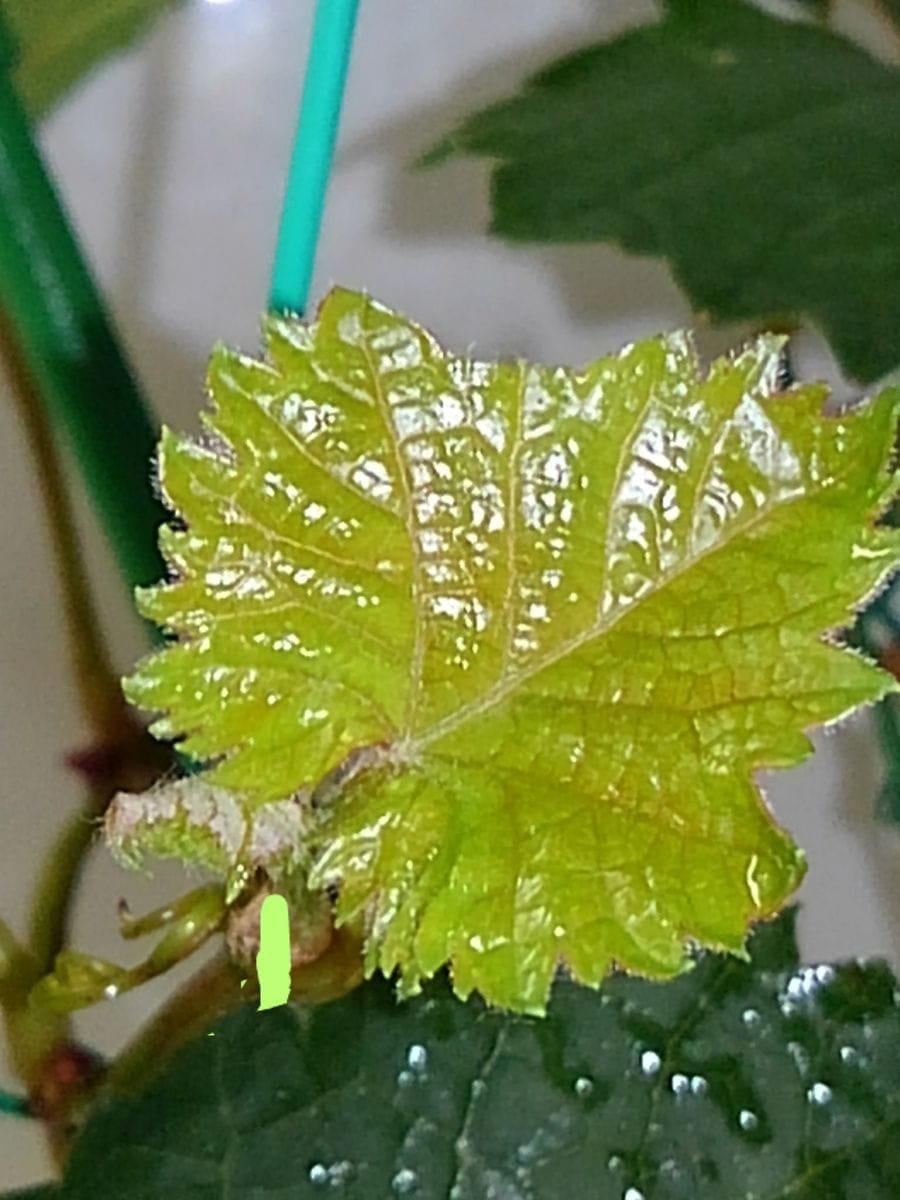 食べたブドウの種から育てる！ 　10月11日　先端が動き出しました☘️