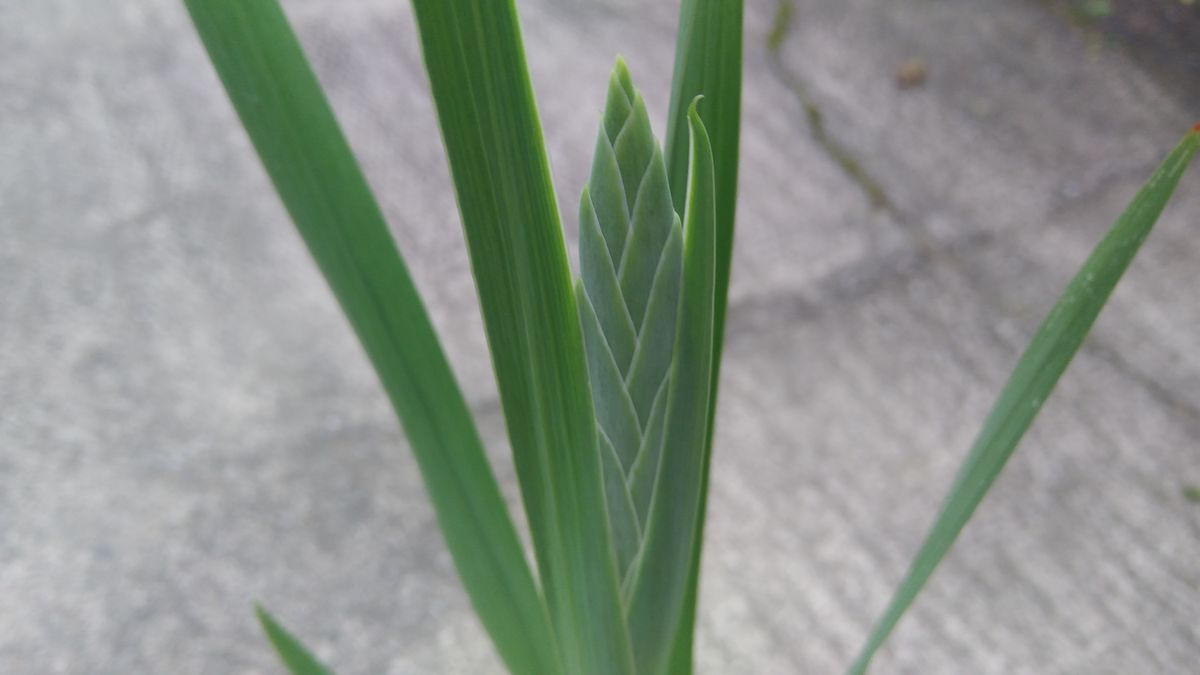 花チャレ期限までにグラジオラスの花が咲くかな？ やっと出てきました