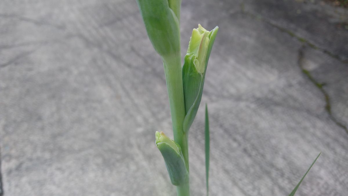 花チャレ期限までにグラジオラスの花が咲くかな？ つぼみ