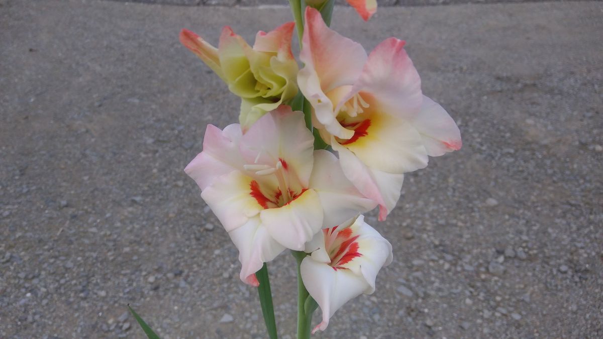 花チャレ期限までにグラジオラスの花が咲くかな？ 開花しました💠