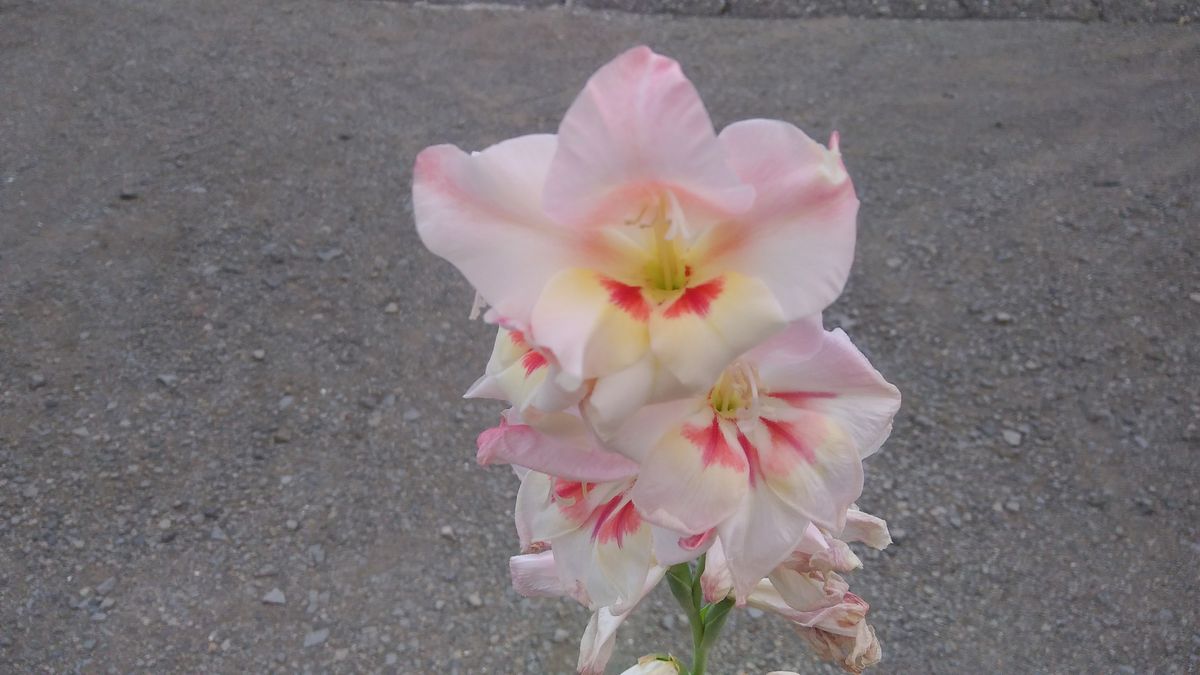 花チャレ期限までにグラジオラスの花が咲くかな？ 最終花の開花💠