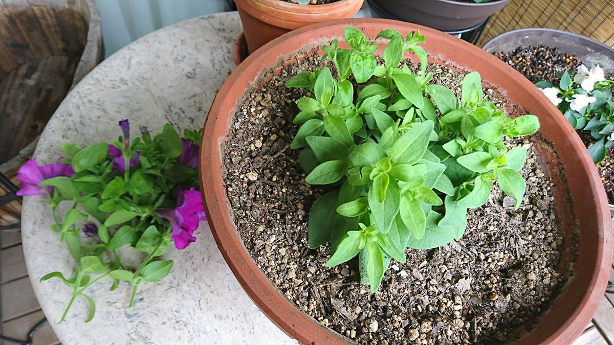 ペチュニア（紫）　憧れの「こんもり」目指して 　5月6日　1回目の摘芯