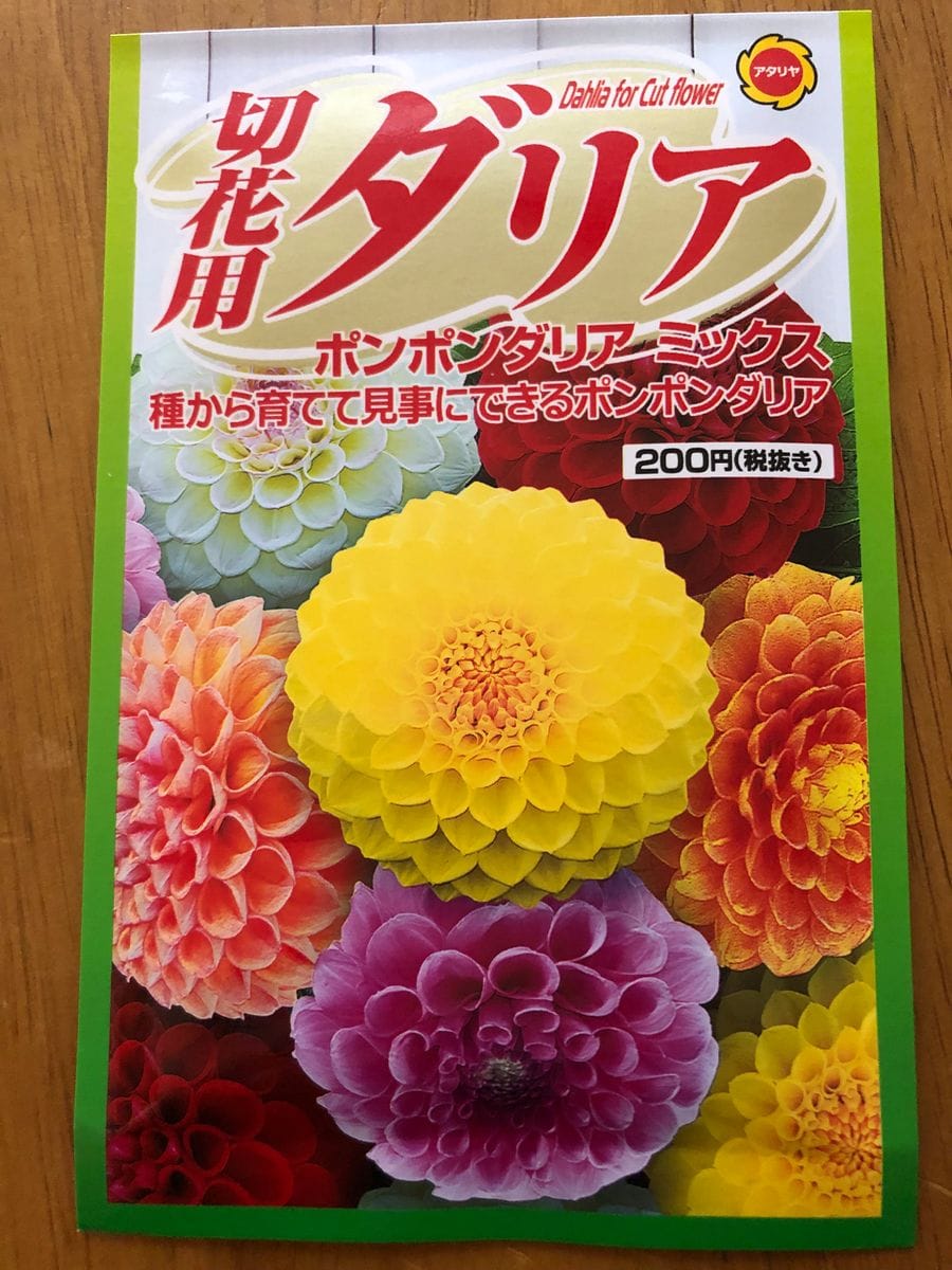 専用ポンポンダリア9輪のブライトオレンジと他