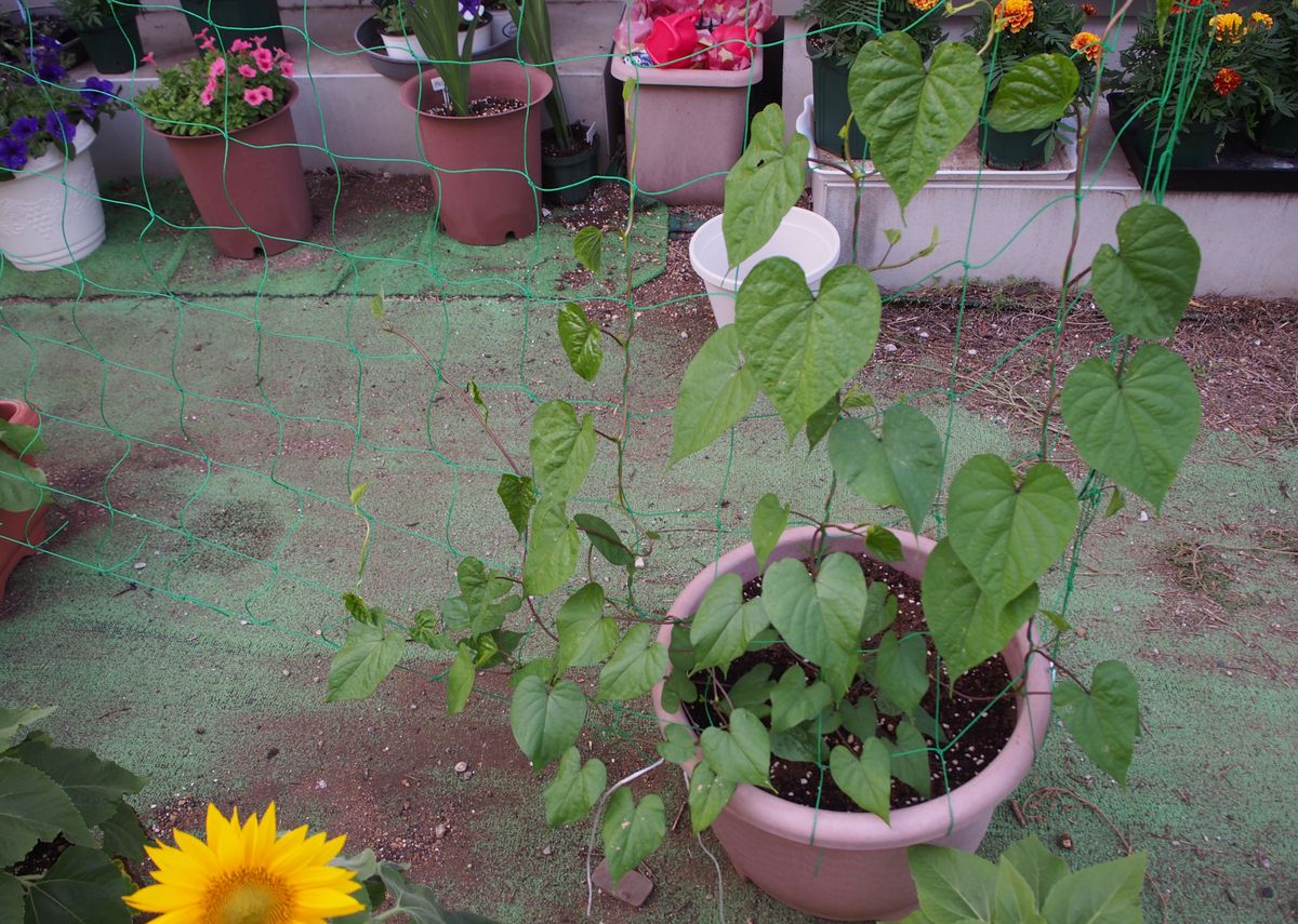 暑い夏の夜をステキな花と香りで癒される計画 梅雨明けすぐの暑さもしのげそうな勢い