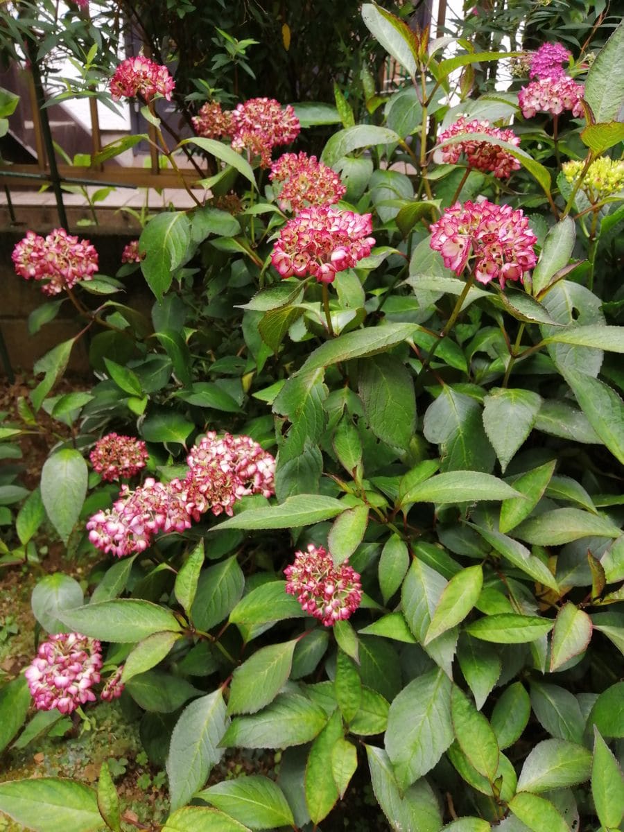 花屋さんに並んでいるような豪華な仕立ての紫陽花を作る ちなみに庭植えの方は